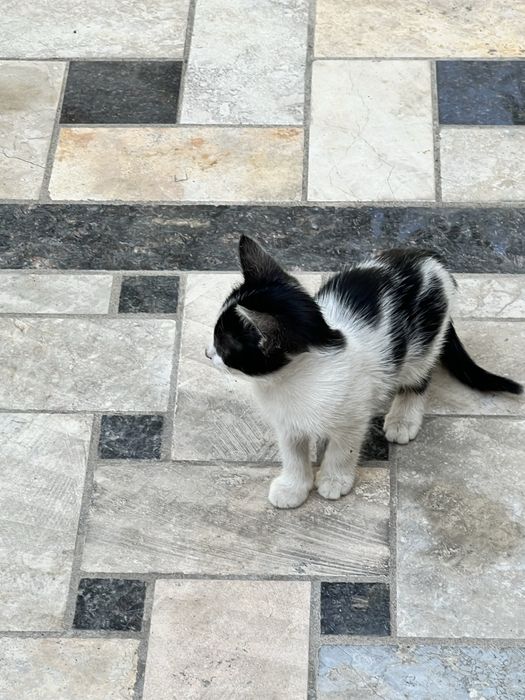 3 oylik mushuk bolalari