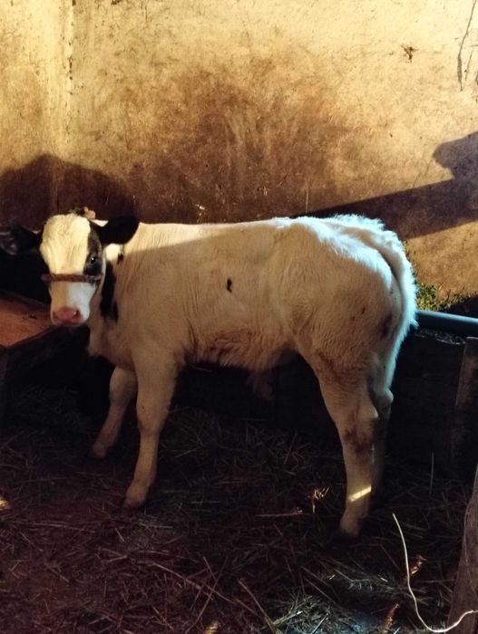 Vînd vițel belgian