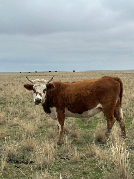 Қашар, құнажындар