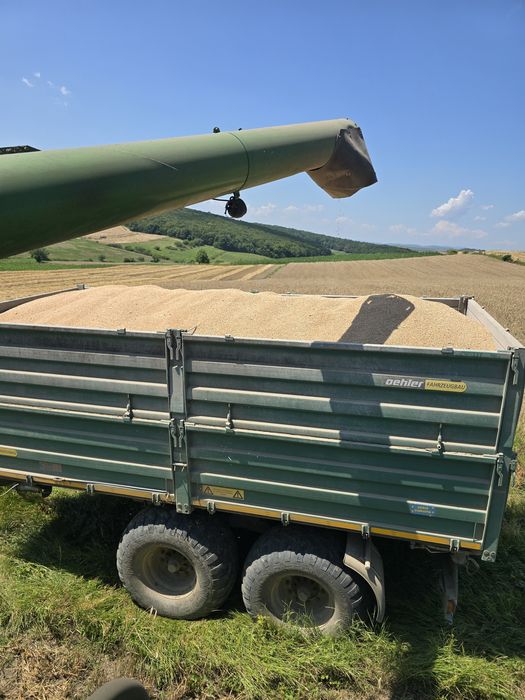 Grâu calitate deosebita