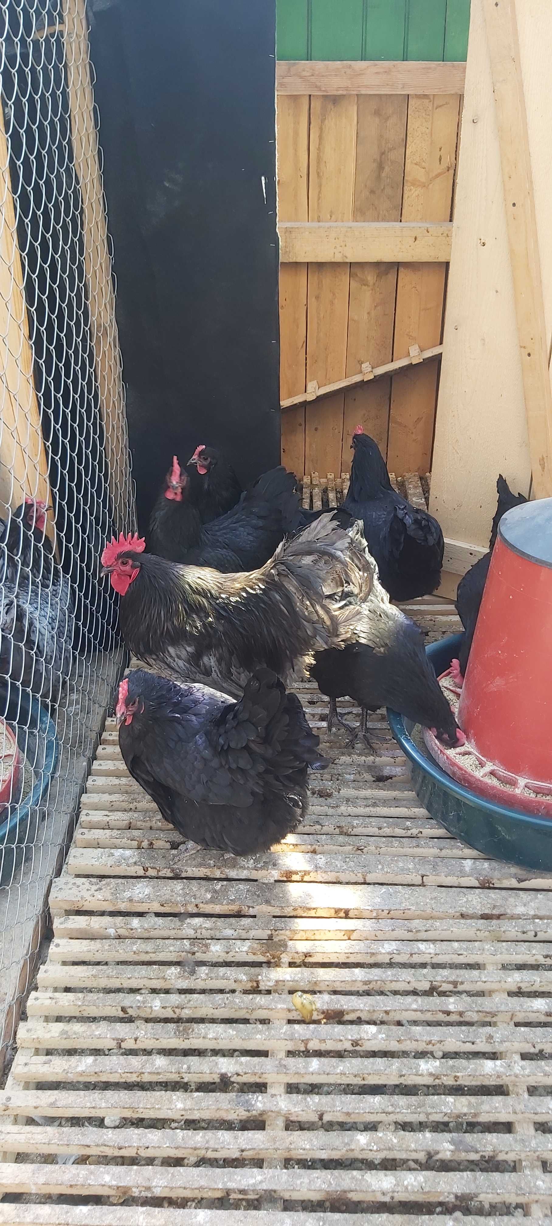 Cocosi australorp pe negru si albastru