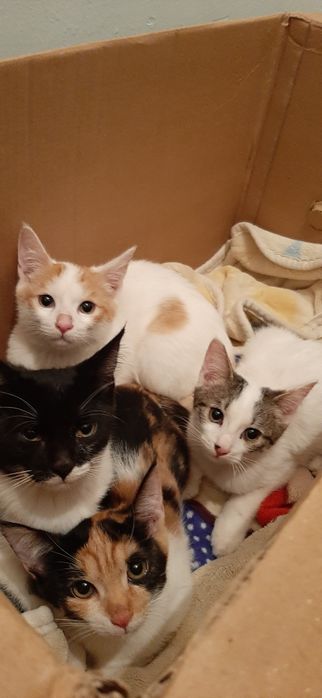 Элитные котята отдам