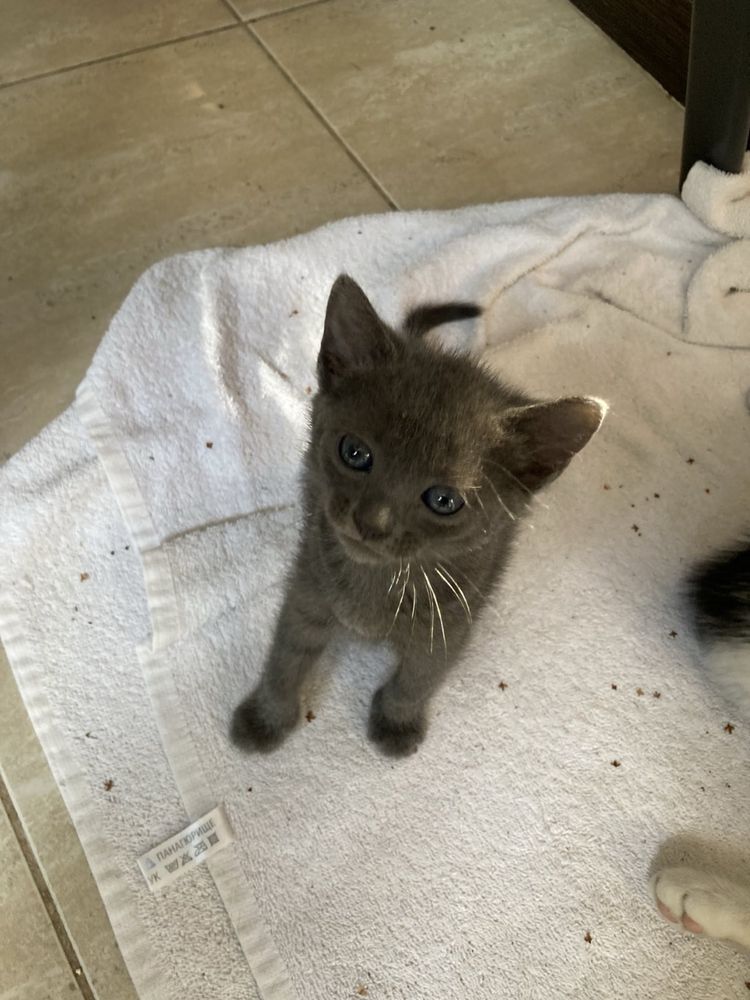 Подарявам 4 котенца