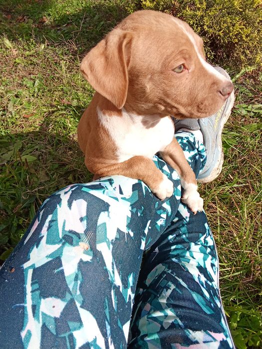 Питбули на два месеца