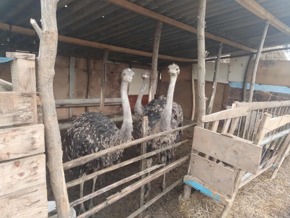 Pui struții de 5/6 luni