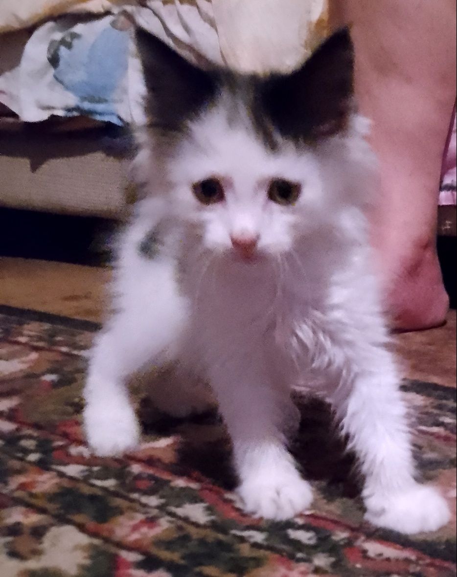 Прелестный умный котёнок