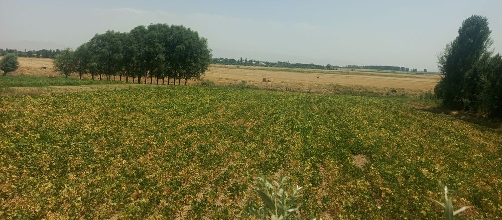 Srochna uy sotladi 60 sotix