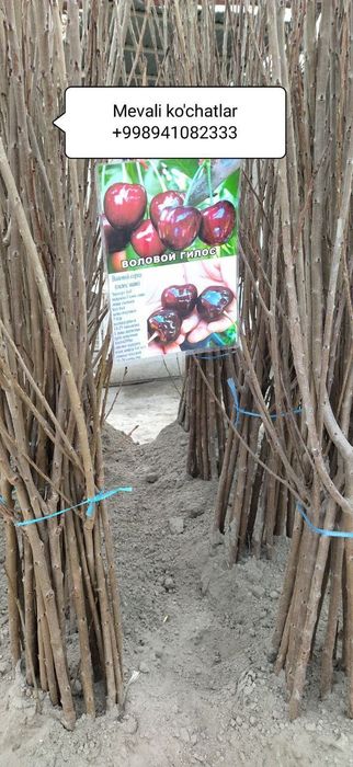 Mevali ko'chatlar [саженцы фруктов]