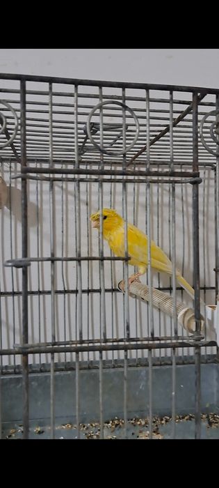 Канарека Нар сотилади