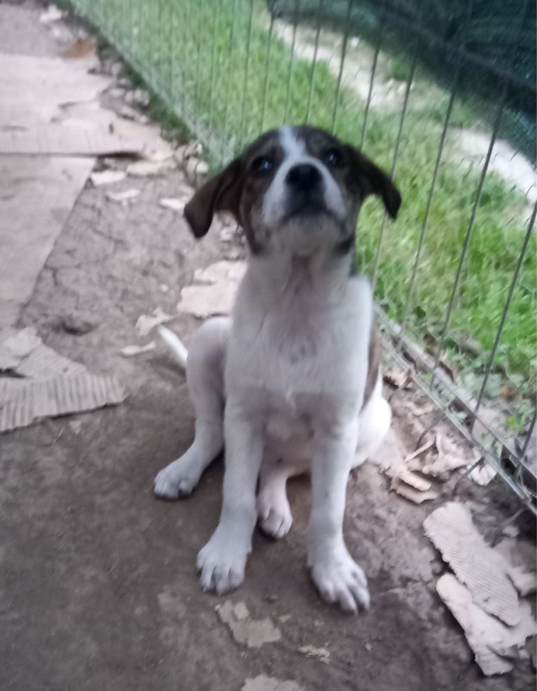 Din 11 puiuti au mai ramas 4 fetite cine doreste sa le adopte,