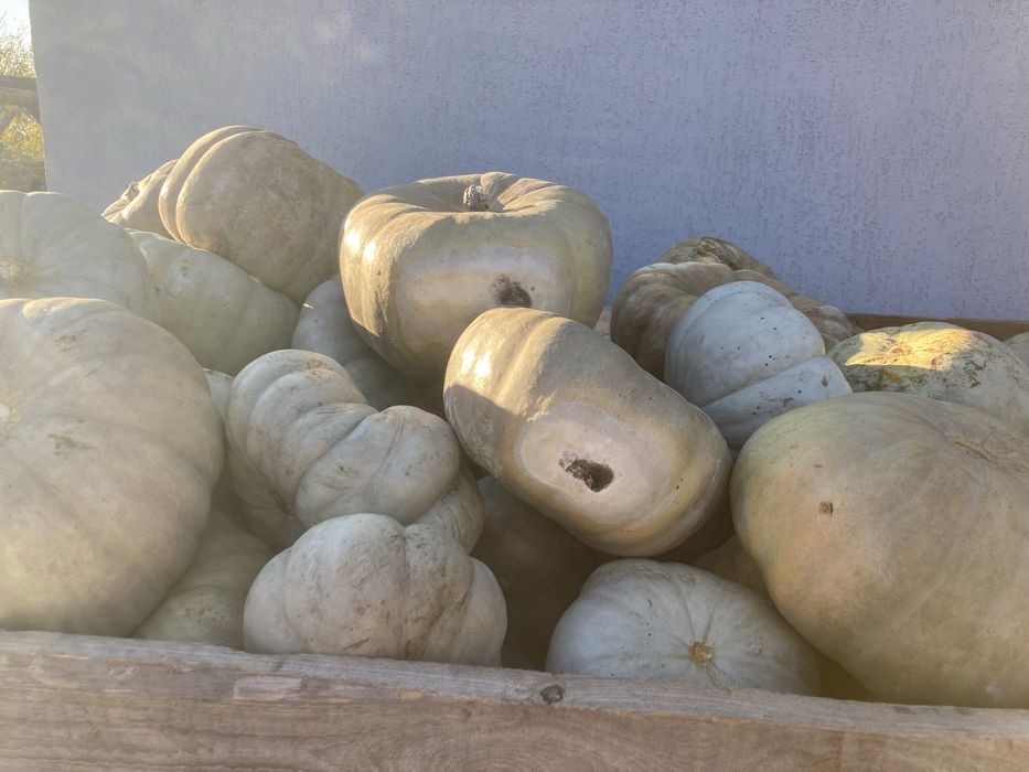 Продавам Тикви за Животни