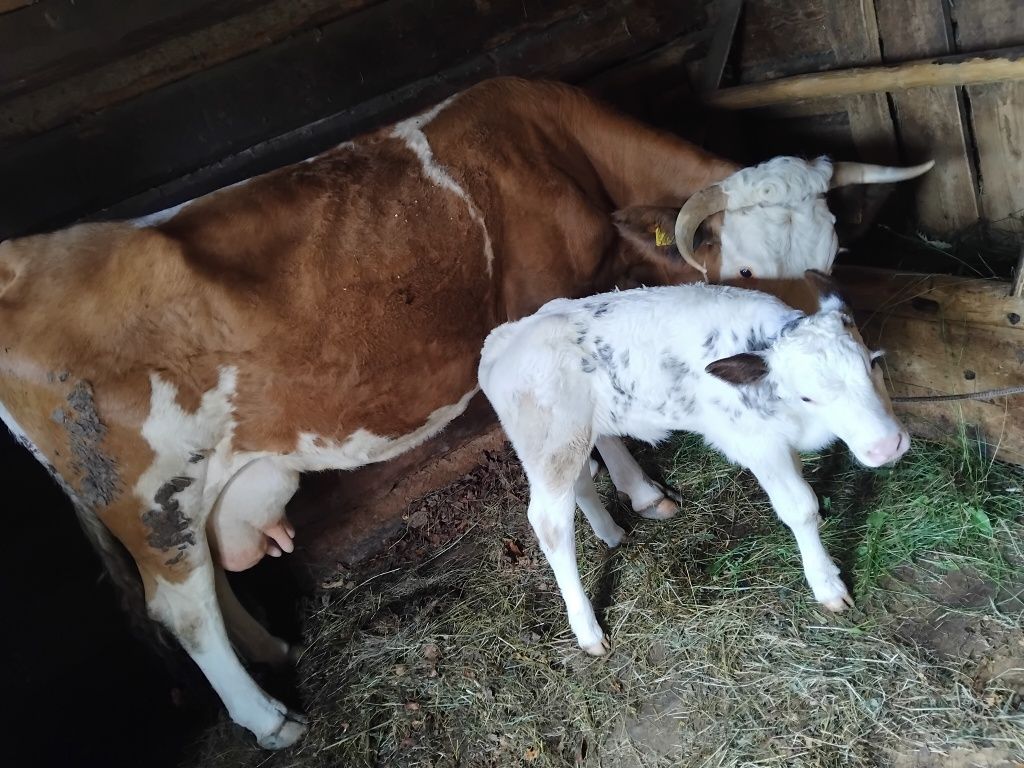 Vacă de vânzare cu viṭea