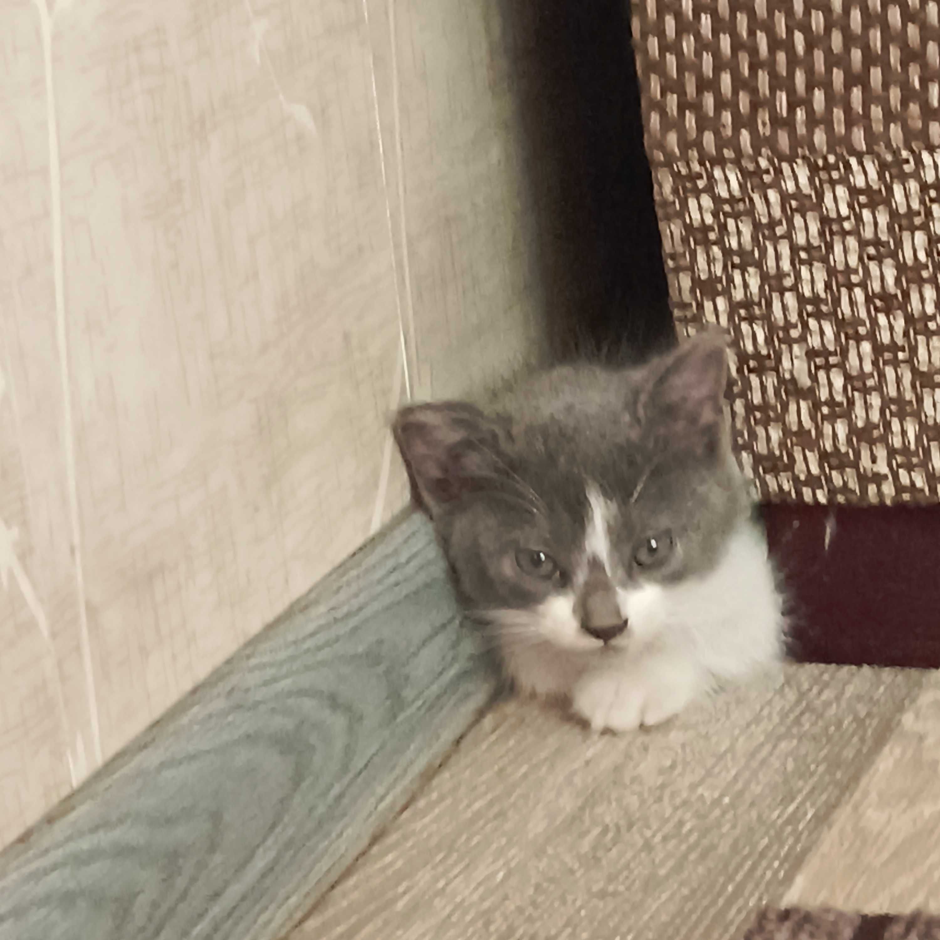Продаются котята
