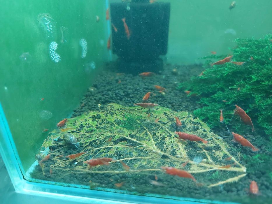 De vanzare Creveti Red Cherry