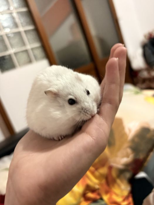 Donez hamster doar unu la alegere