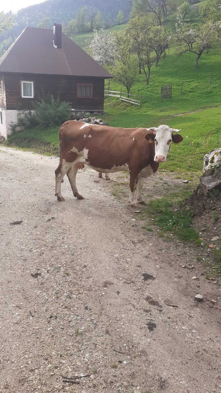 Vând vaca de  5 ani gestanta opt luni., la a 3 fătare crescuta de mica