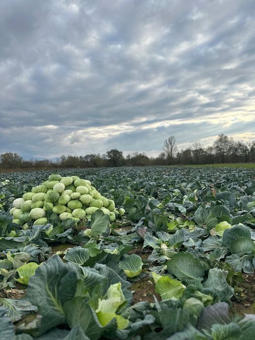 Varză de toamnă de la Făget