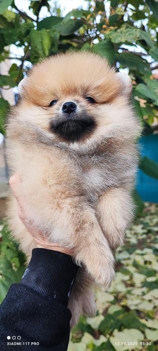 Померан померанче