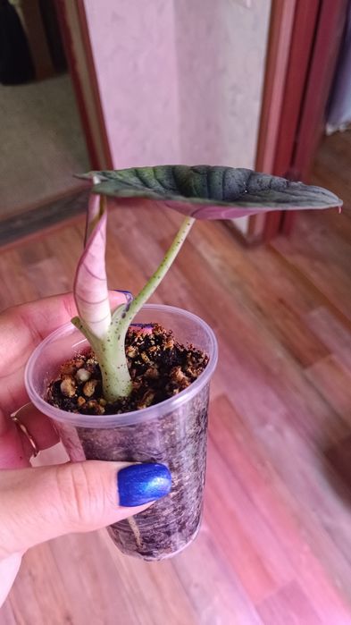 Детки алоказии Сильвер небула .