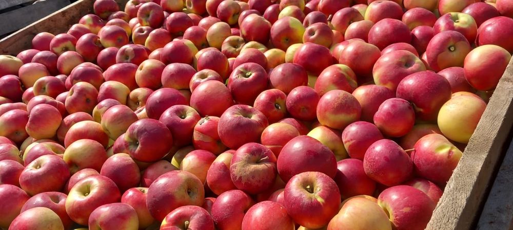 Vând mere de Voinesti