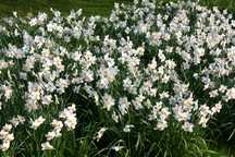 Bulbi de Narcise  Muscari si Lacramioare Margaritar