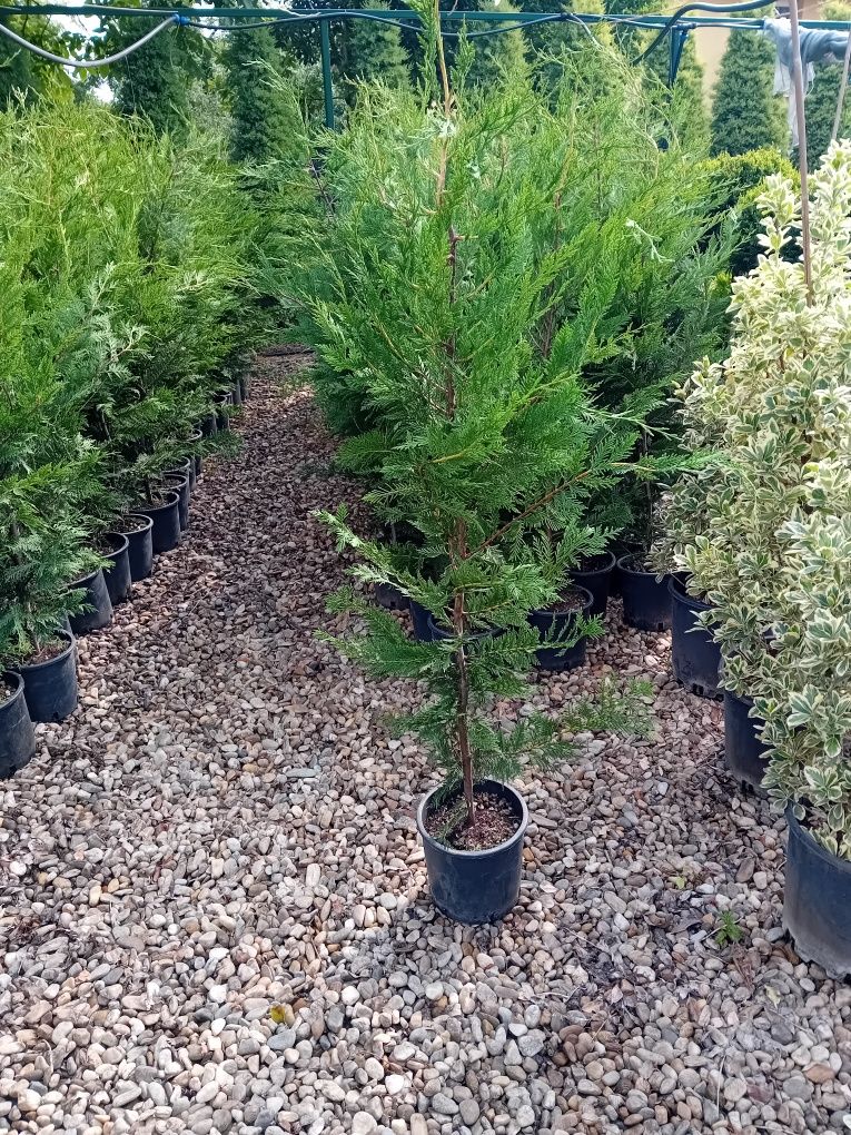 Vând chiparos leylandii plantă pentru crearea unui gard viu