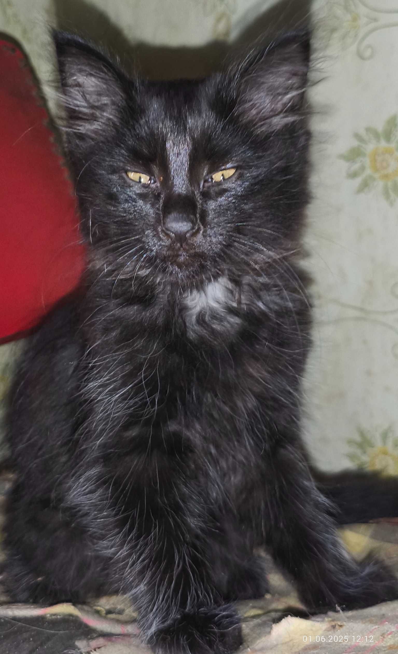 Отдаются котята.