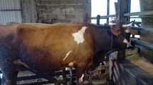 Vand vaca de lapte