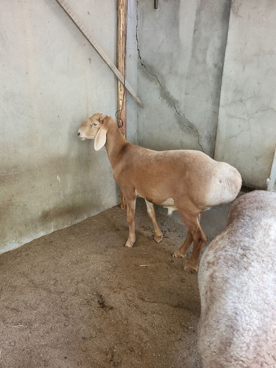 Qo'zi qo'chqor sotiladi zotli 9-10 oyli