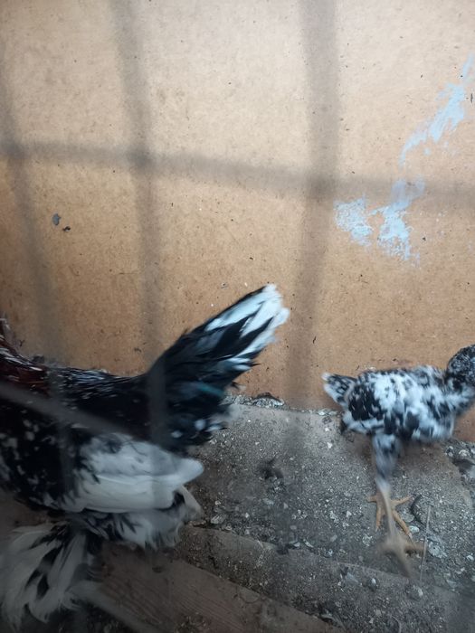 Япон хурозлар сотилади