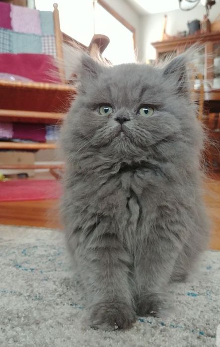 Maine coon fetiță   1000 lei