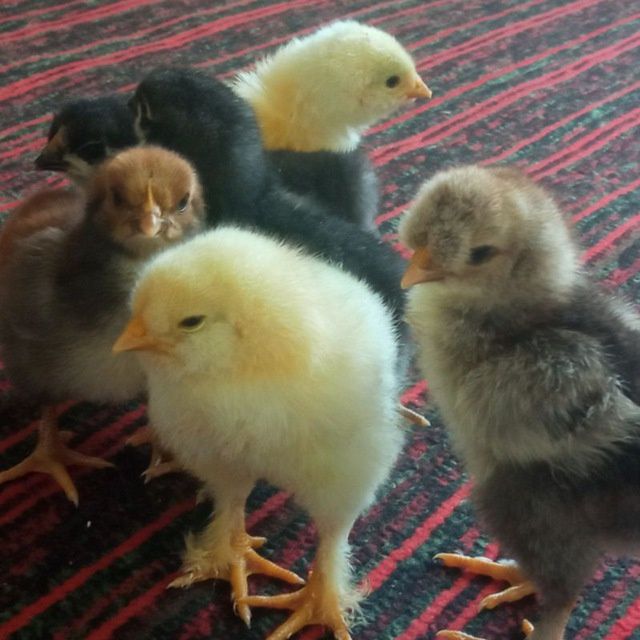 Инкубатор хизмати  Тошкент Кибрай