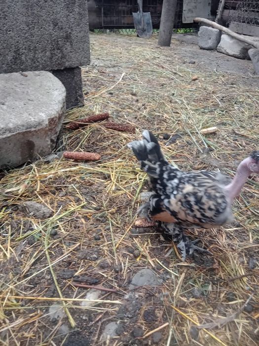 Vând perechi de pitici garlejate