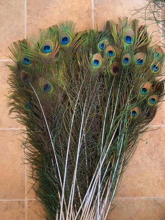Pene de păun naturale