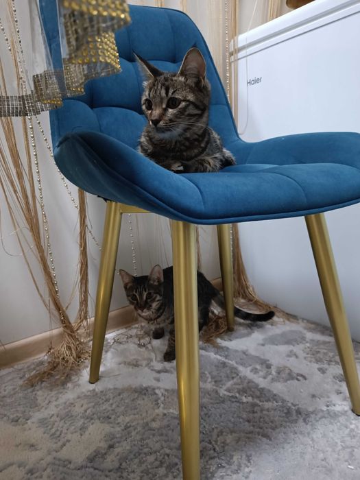 Мальчик , кастрация в подарок