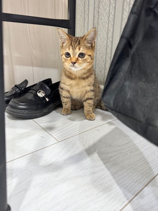 Котенок мальчик бесплатно