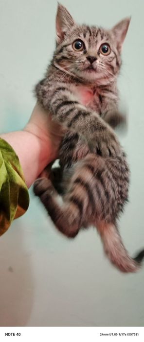 150 mingdan sotiladi