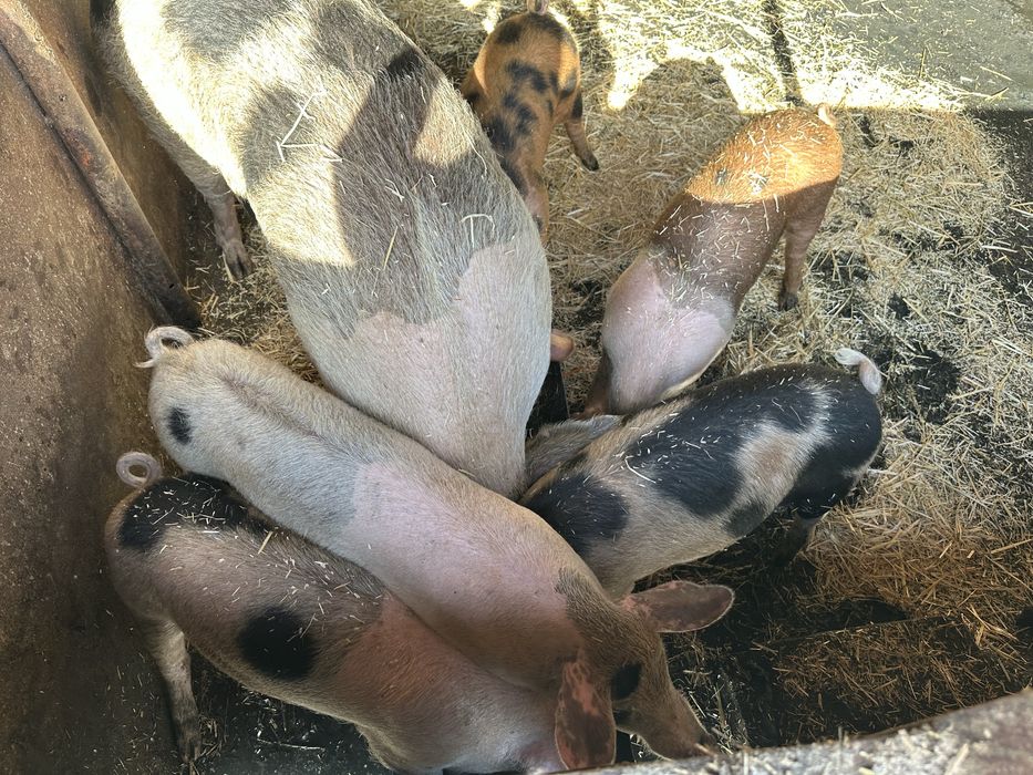 Хубави домашни прасета