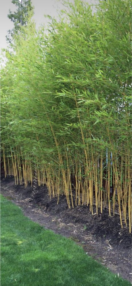 Bambux si plante