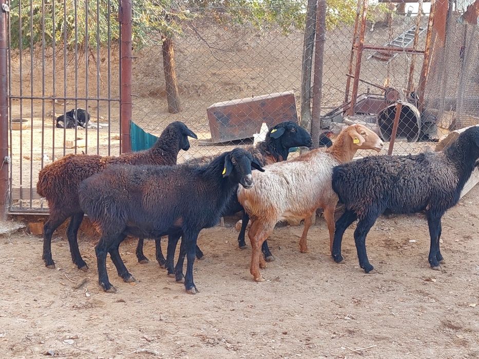 Семіз жем жеп тұрған бойдақ қойлар сатылады.  Сойып береміз.