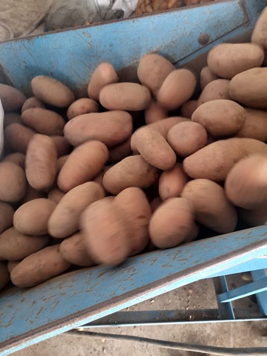 Cartofi de consum alb-rosu calitate superioara Red Lady