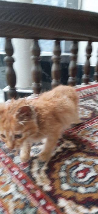 Отдам бесплатно котенок