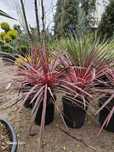 Vand yucca de mai multe tipuri