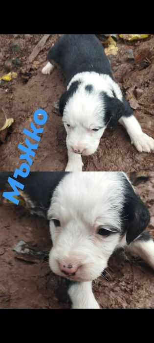 Подарявам най-сладките кученца