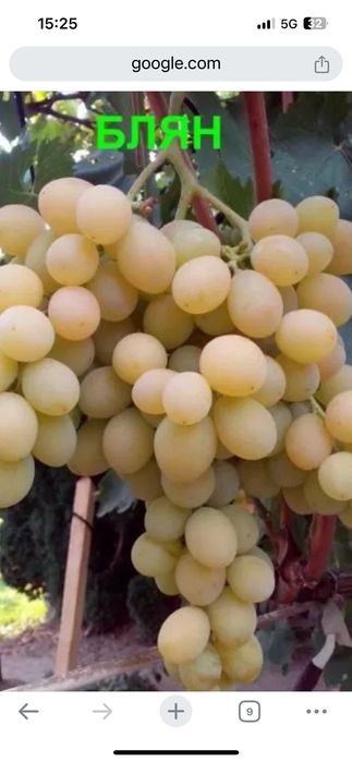 Безсеменни сортове лози на присадка SO4