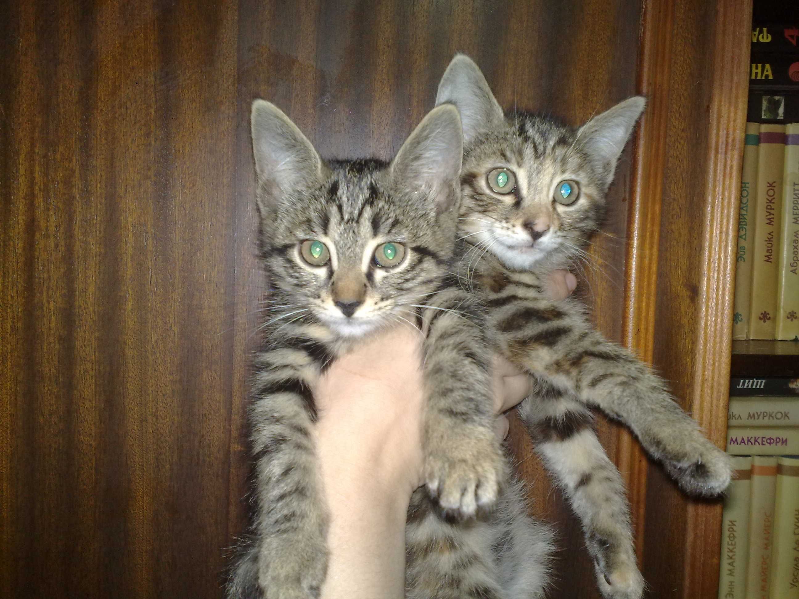 Ласковые домашние котята, 3 месяца.