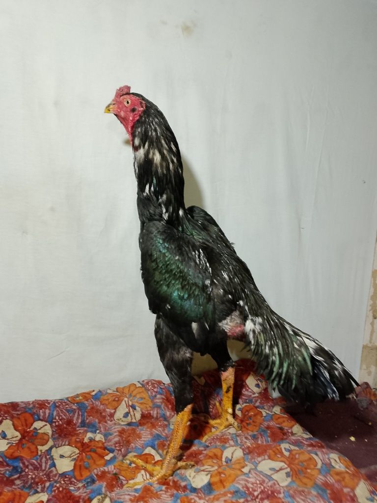 Zoti karis 8 oylik joja narxi kelishilgan holda