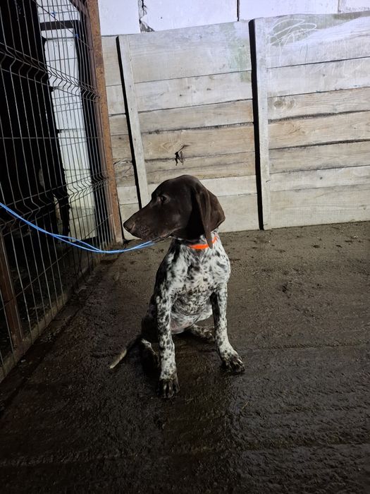 Vând femela brac german