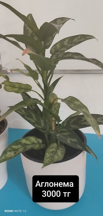 Продается комнатные растения 3000 тг