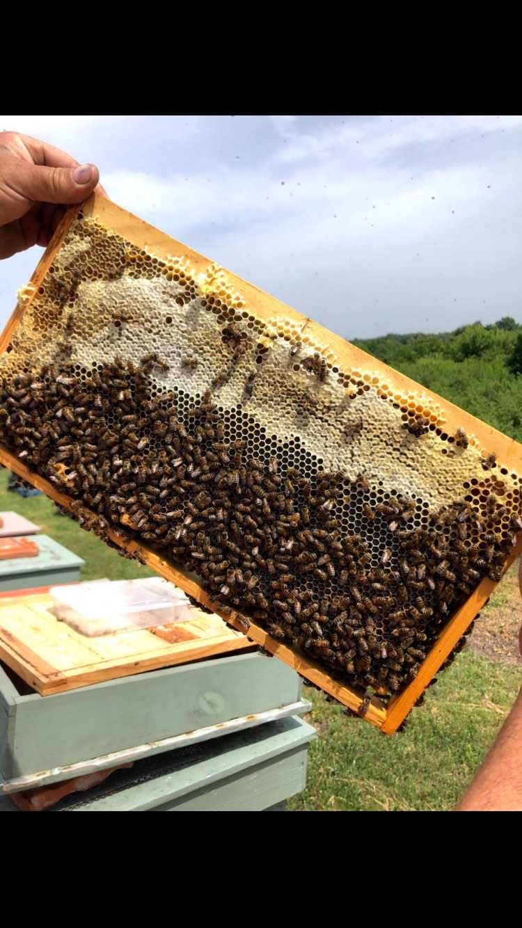 Домашен мед, пчелен мед, прашец